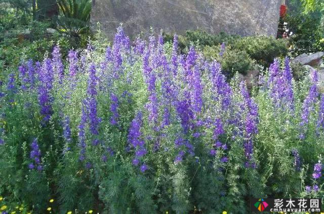 花境常用的50种植物营造出美丽的立面景观和多样的植物群落景观