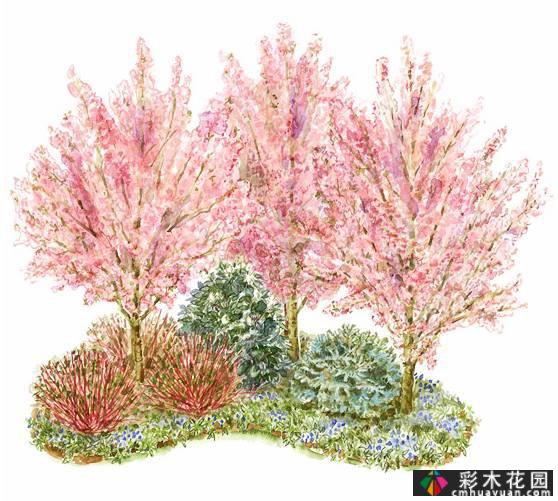干货收藏|关于花境设计,最全面的介绍