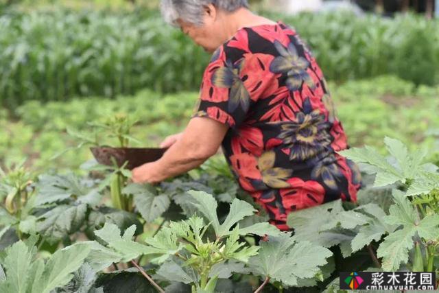 这位78岁的祖父翻修了这个废弃的院子，并为他的孙女建了一个院子
