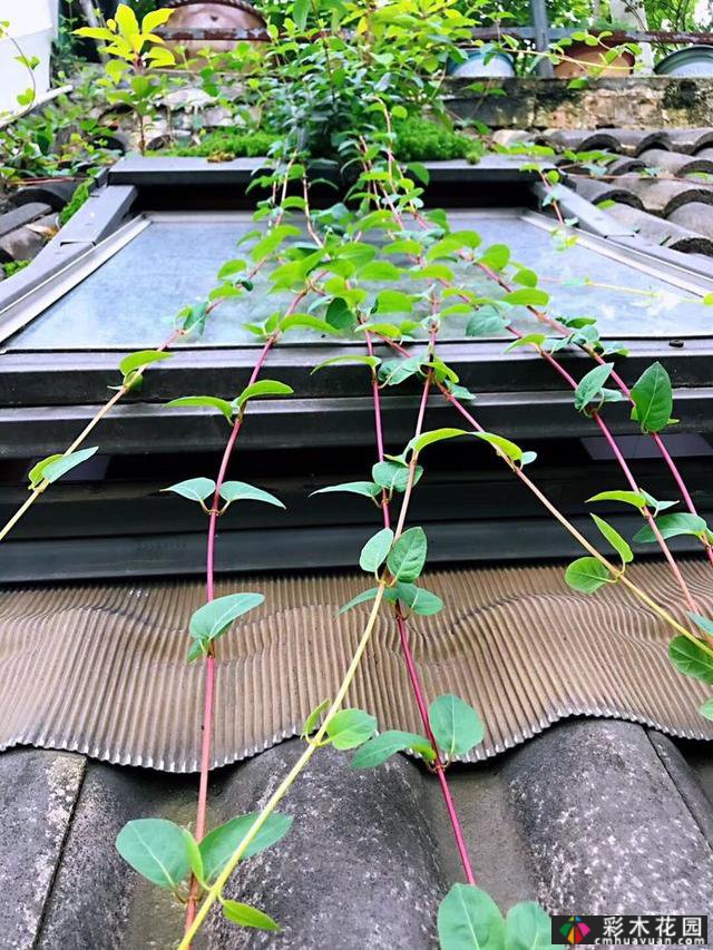 100㎡的露台创造“空气花园”,伴随着花草,露台是诗意和距离
