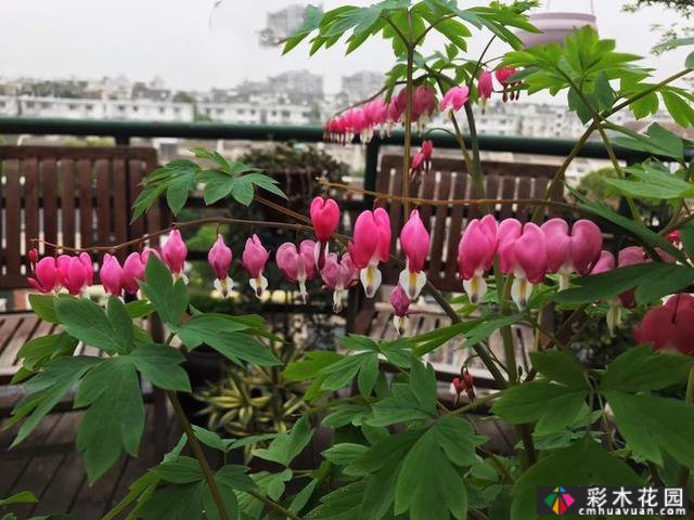 100㎡的露台创造“空气花园”,伴随着花草,露台是诗意和距离