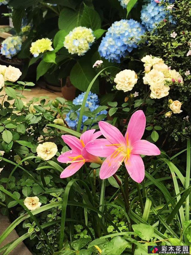 100㎡的露台创造“空气花园”,伴随着花草,露台是诗意和距离