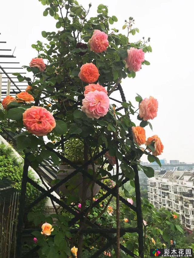 100㎡的露台创造“空气花园”,伴随着花草,露台是诗意和距离