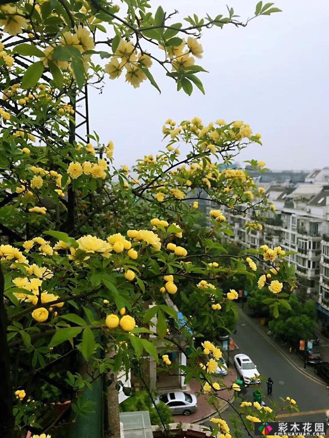 100㎡的露台创造“空气花园”,伴随着花草,露台是诗意和距离