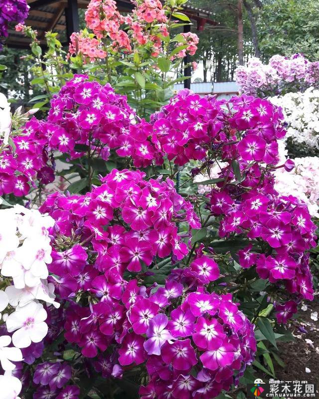 花园季节性兴趣-感受花园的季节性变化是园艺和种植的乐趣之一