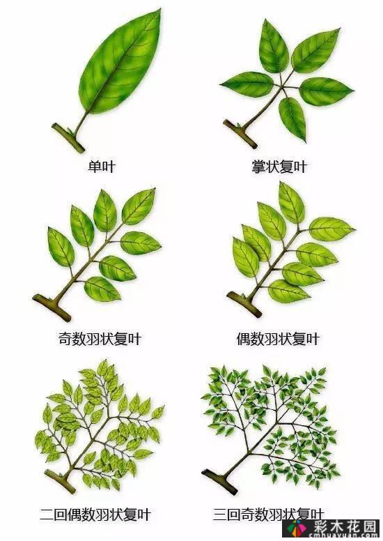 中国园林植物的传说,真的很硬,真的很干!记得收集
