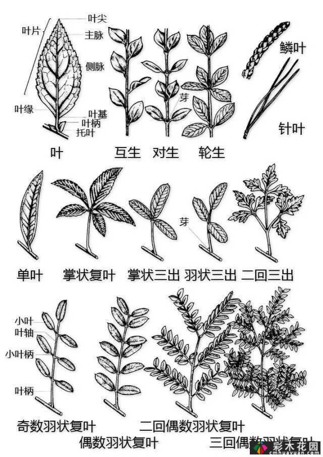 中国园林植物的传说,真的很硬,真的很干!记得收集