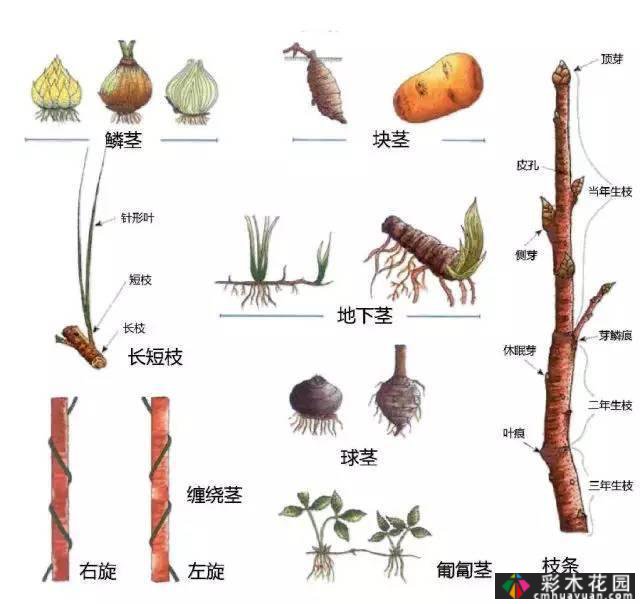 中国园林植物的传说,真的很硬,真的很干!记得收集