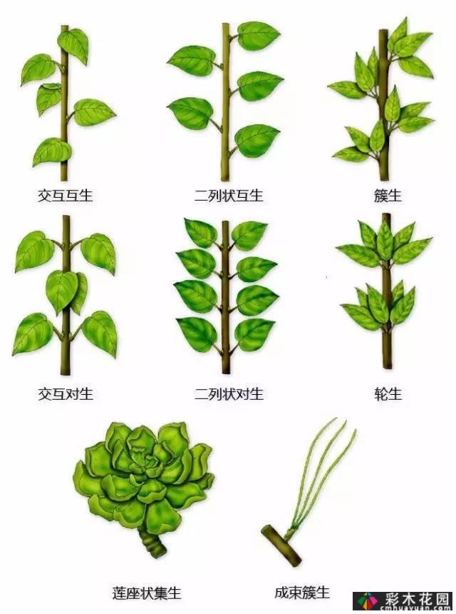 中国园林植物的传说,真的很硬,真的很干!记得收集