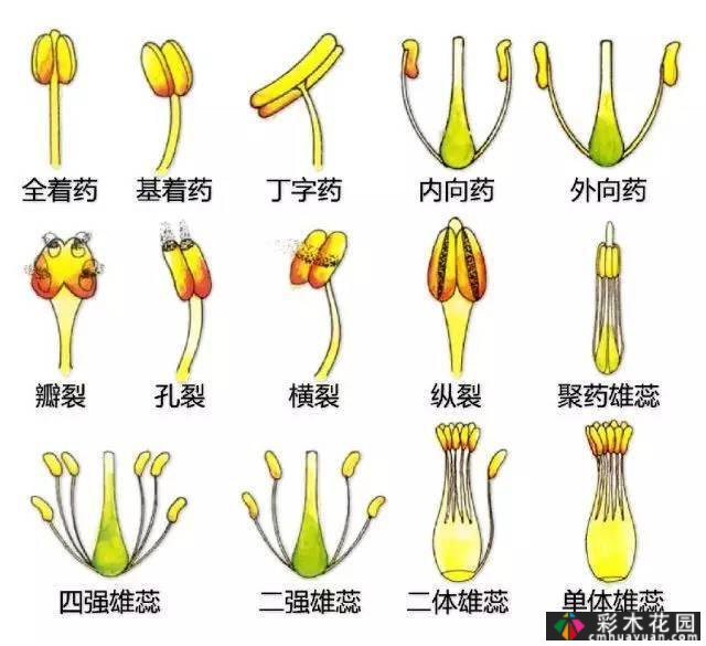 中国园林植物的传说,真的很硬,真的很干!记得收集