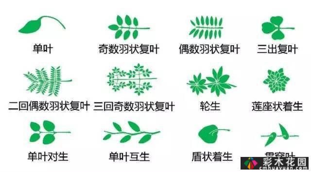 中国园林植物的传说,真的很硬,真的很干!记得收集