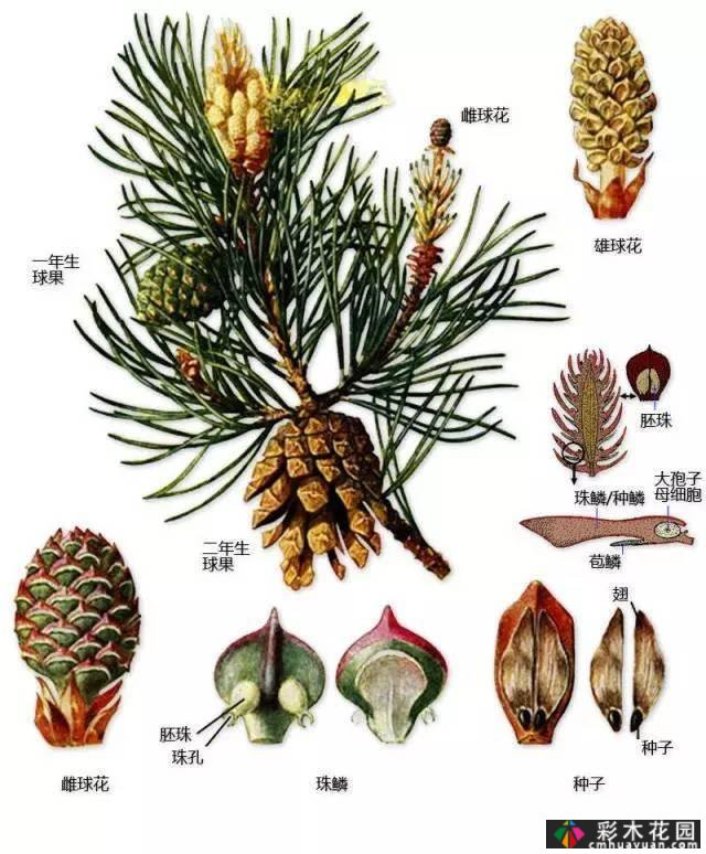 中国园林植物的传说,真的很硬,真的很干!记得收集