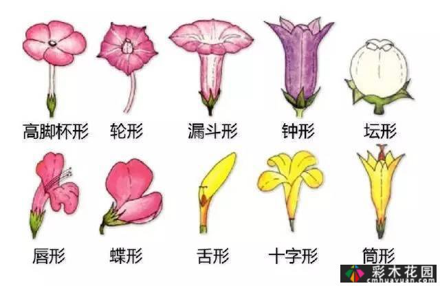 中国园林植物的传说,真的很硬,真的很干!记得收集