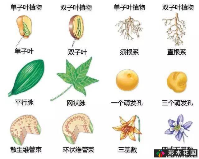 中国园林植物的传说,真的很硬,真的很干!记得收集