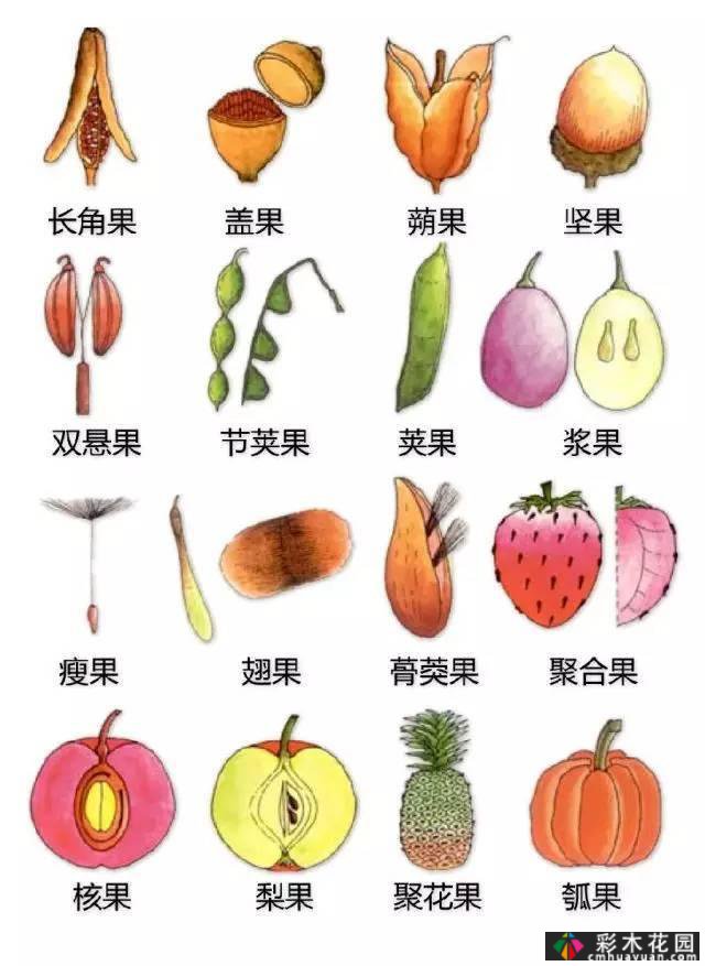中国园林植物的传说,真的很硬,真的很干!记得收集