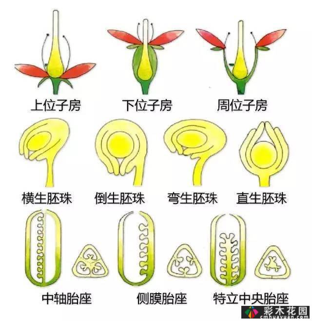 中国园林植物的传说,真的很硬,真的很干!记得收集