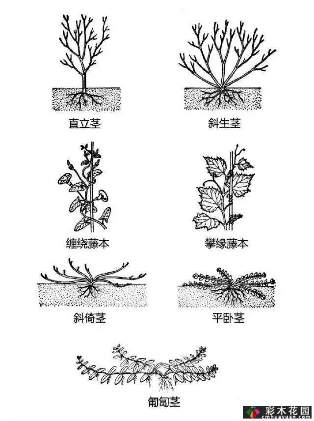 中国园林植物的传说,真的很硬,真的很干!记得收集