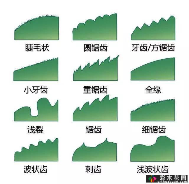 中国园林植物的传说,真的很硬,真的很干!记得收集