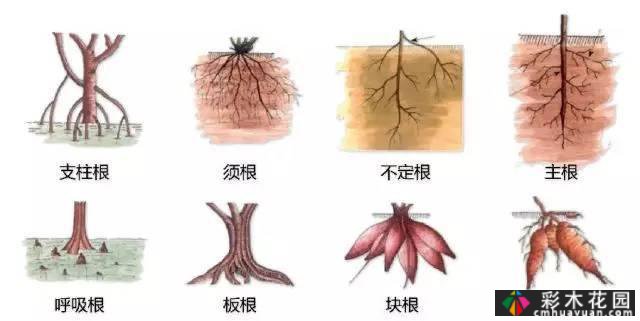 中国园林植物的传说,真的很硬,真的很干!记得收集