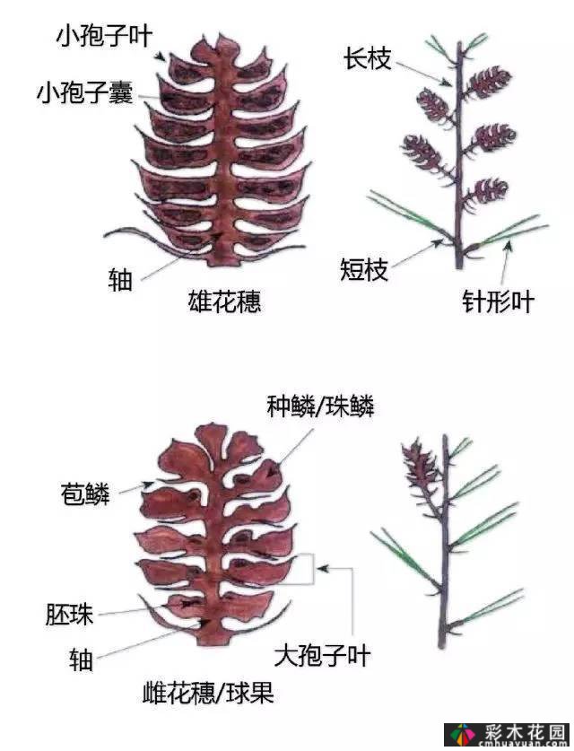 中国园林植物的传说,真的很硬,真的很干!记得收集