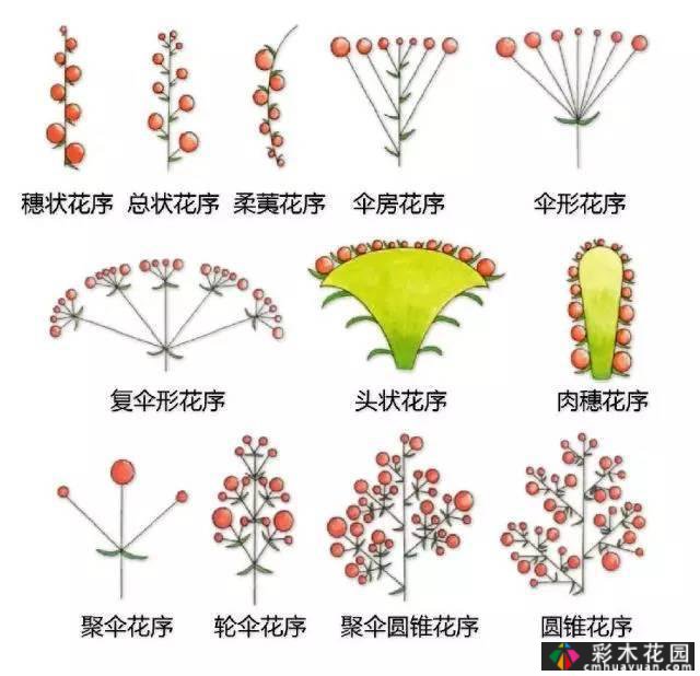 中国园林植物的传说,真的很硬,真的很干!记得收集