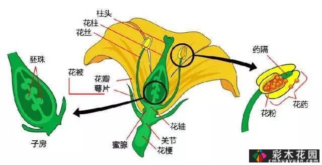 中国园林植物的传说,真的很硬,真的很干!记得收集