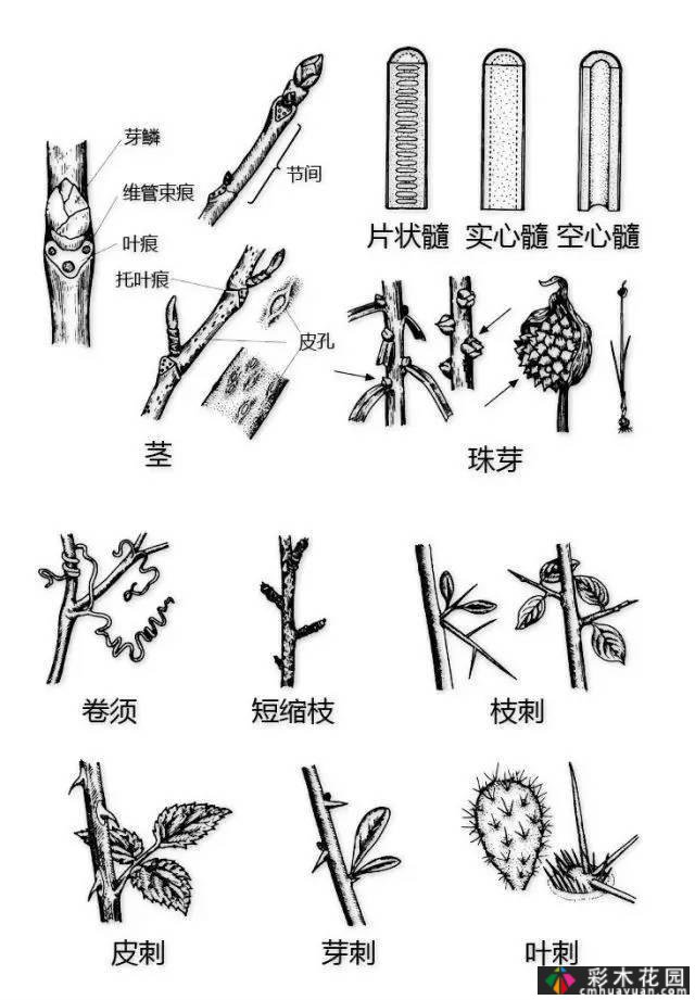 中国园林植物的传说,真的很硬,真的很干!记得收集