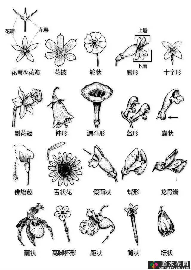 中国园林植物的传说,真的很硬,真的很干!记得收集