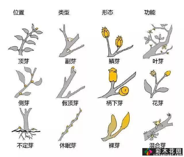 中国园林植物的传说,真的很硬,真的很干!记得收集