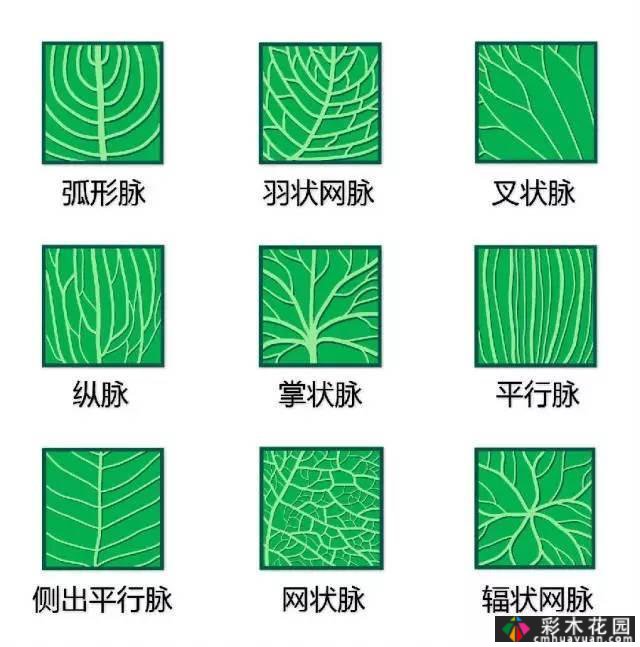 中国园林植物的传说,真的很硬,真的很干!记得收集