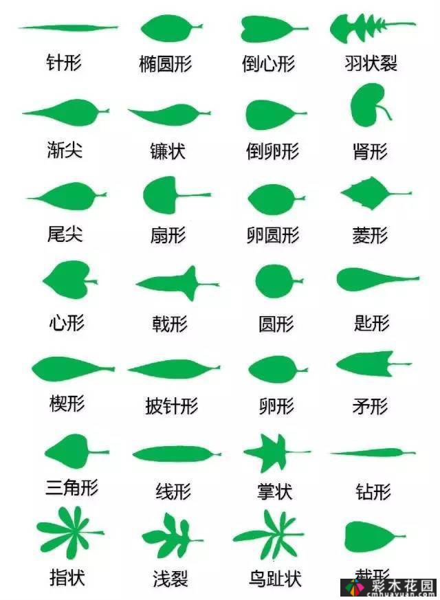 中国园林植物的传说,真的很硬,真的很干!记得收集