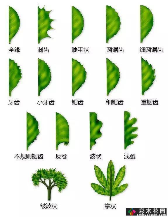 中国园林植物的传说,真的很硬,真的很干!记得收集