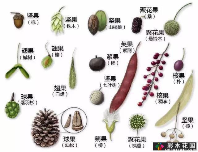 中国园林植物的传说,真的很硬,真的很干!记得收集