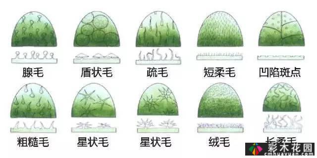 中国园林植物的传说,真的很硬,真的很干!记得收集