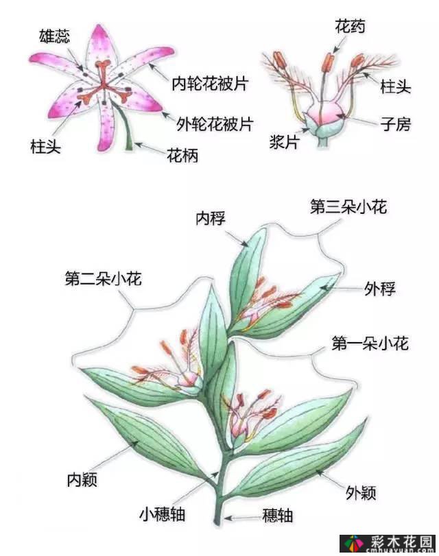 中国园林植物的传说,真的很硬,真的很干!记得收集