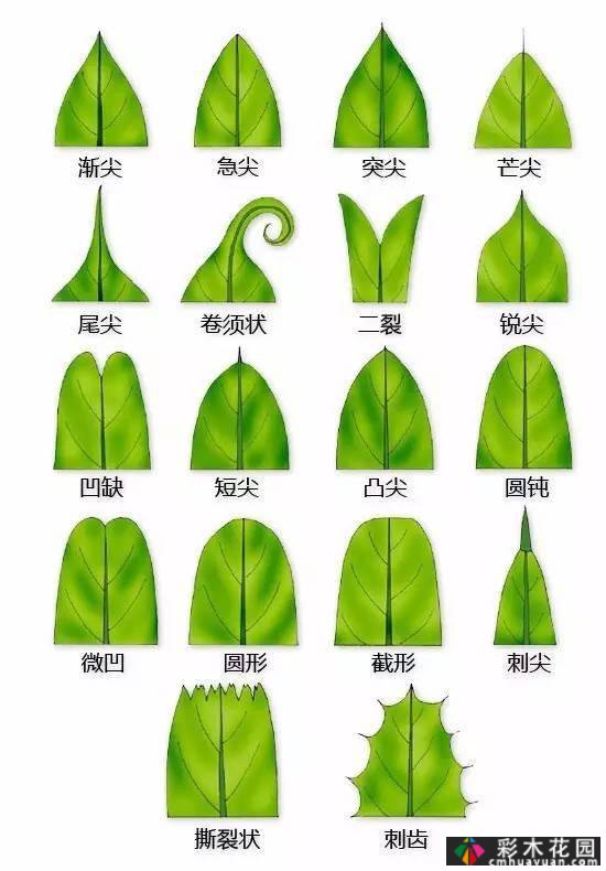 中国园林植物的传说,真的很硬,真的很干!记得收集