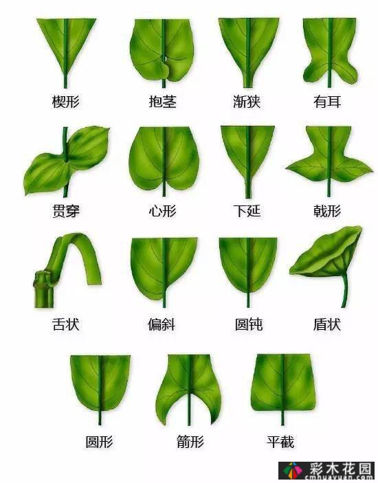 中国园林植物的传说,真的很硬,真的很干!记得收集