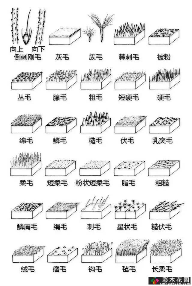 中国园林植物的传说,真的很硬,真的很干!记得收集
