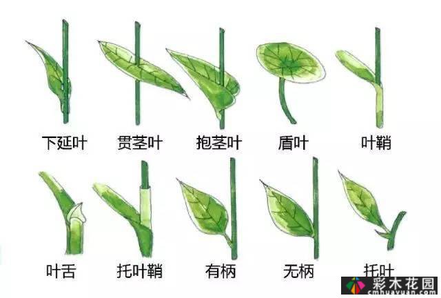 中国园林植物的传说,真的很硬,真的很干!记得收集