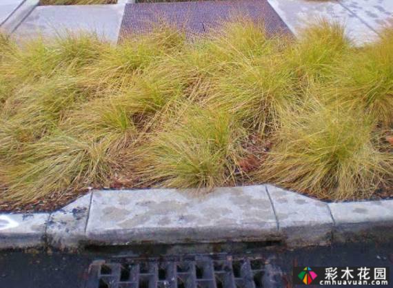景观干货| 5分钟了解什么是“生态植草沟”