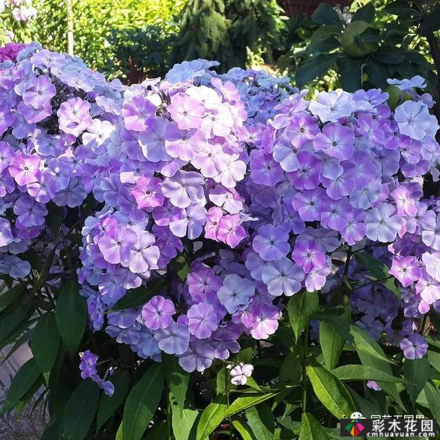 夏季花坛和花境——在没有颜色限制的季节,花境处于一年中最好的状态