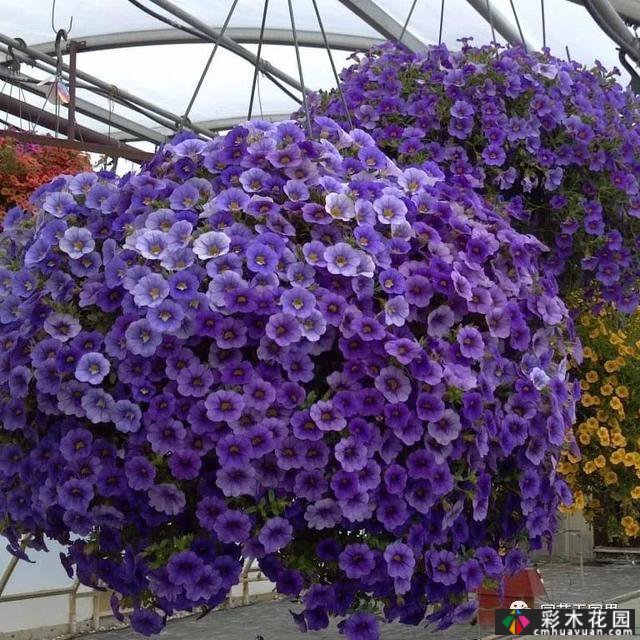 夏季花坛和花境——在没有颜色限制的季节,花境处于一年中最好的状态