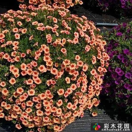 夏季花坛和花境——在没有颜色限制的季节,花境处于一年中最好的状态