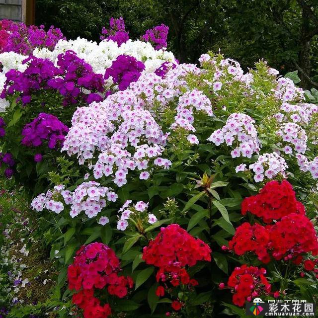 夏季花坛和花境——在没有颜色限制的季节,花境处于一年中最好的状态