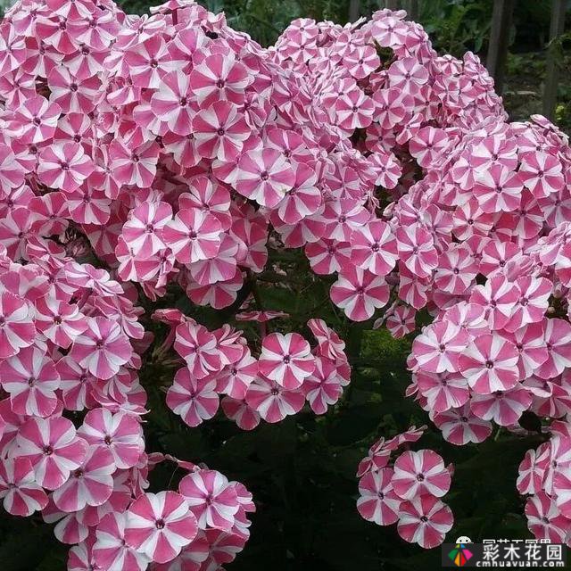 夏季花坛和花境——在没有颜色限制的季节,花境处于一年中最好的状态