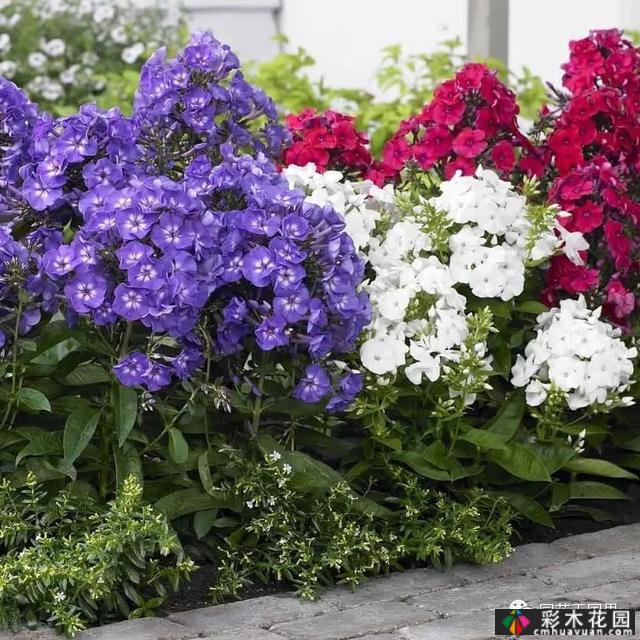 夏季花坛和花境——在没有颜色限制的季节,花境处于一年中最好的状态
