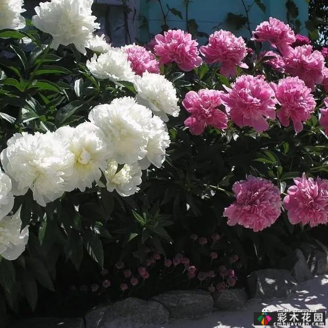 夏季花坛和花境——在没有颜色限制的季节,花境处于一年中最好的状态