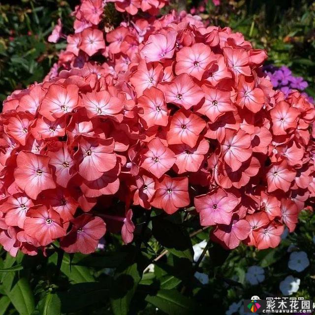 夏季花坛和花境——在没有颜色限制的季节,花境处于一年中最好的状态