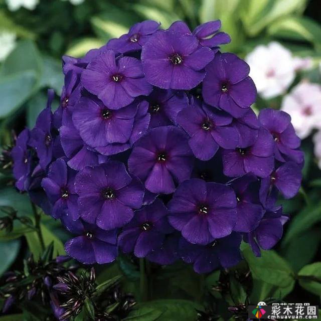 夏季花坛和花境——在没有颜色限制的季节,花境处于一年中最好的状态