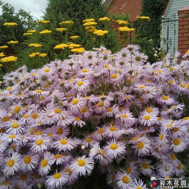 夏季花坛和花境——在没有颜色限制的季节,花境处于一年中最好的状态